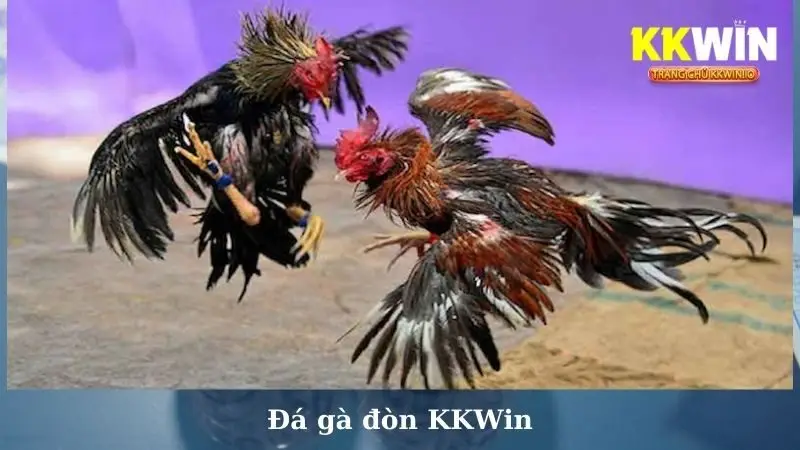 Đá gà đòn